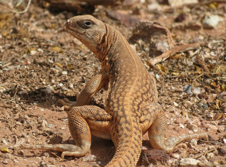Chuckwalla
